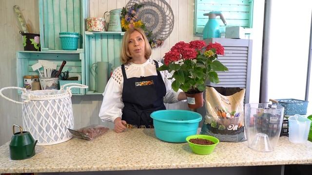 Как вырастить шикарную гортензию? смотреть онлайн