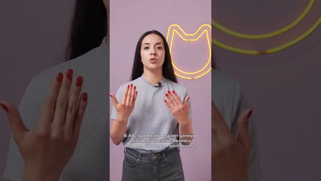 Австралийский динго — что за собака? #shorts #динго смотреть онлайн