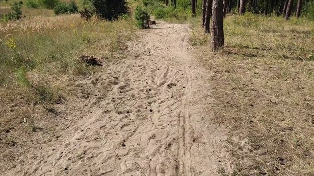 Курск. Август 2020. Влог. Парк Солянка. Река Сейм. Красивый лес. смотреть онлайн