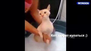 Говорящие коты!? Лучшая подборка 2020!