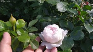 Роза Герцогиня Кристиана.