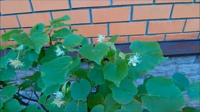 2020 лето Бонсай цветение липы смотреть онлайн