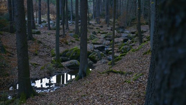 SONY Alpha A7S iii - 4K 60fps 250Mbps - low lights смотреть онлайн