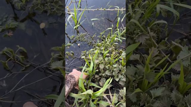 #fishing #river #лещ #плотва #река #рыбалка #лес #bream #nature #природа #roach #нерль смотреть онлайн