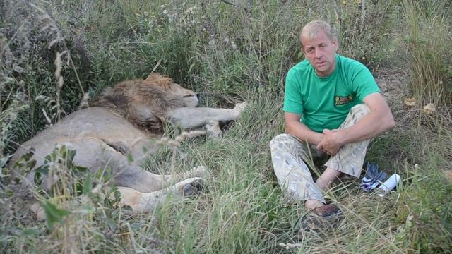 Сколько в мире осталось ЛЬВОВ и как им живётся ?! смотреть онлайн