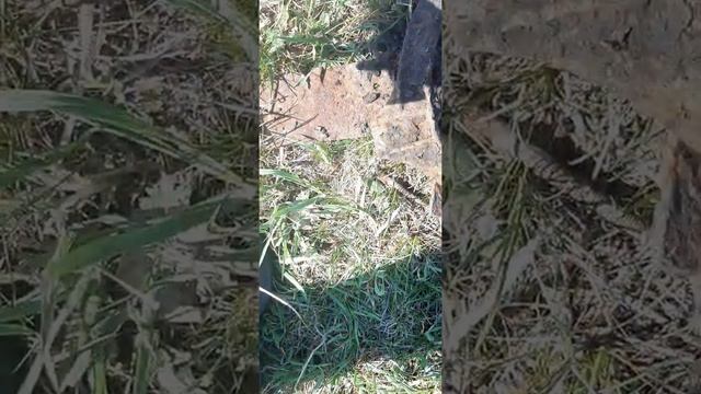 #Коп #Металлокоп_2021 МЕТАЛЛОКОП В 33 ГРАДУСА ЖАРЫ | MINELAB |GO-FIND 66| |РАБОТА смотреть онлайн