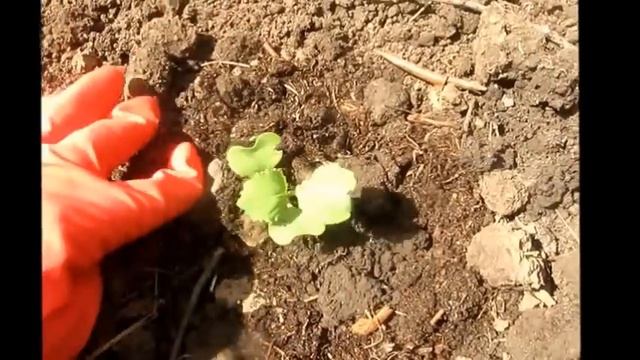 Огород без хлопот Высаживаем позднюю капусту смотреть онлайн