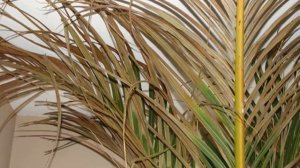 Финиковая пальма — как вырастить дома