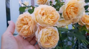 роза Голден Селебрейшен