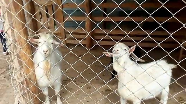 Страусиное ранчо в Барнауле. Часть 1. смотреть онлайн