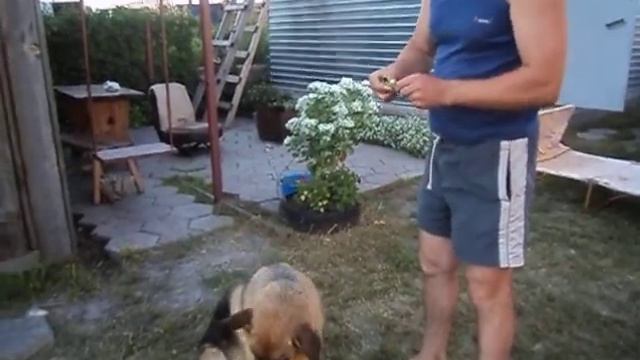 Собака ест горох