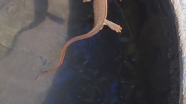 Mating Salamanders смотреть онлайн