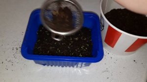 АЛИССУМ вытянулся/ Что делать?! /