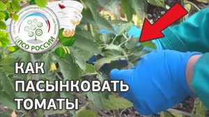 Как пасынковать томаты. Формирование томатов в теплице.