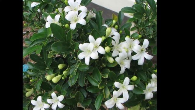 Мурайя уход