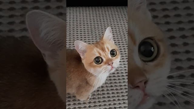 Кошка скоро родит смотреть онлайн