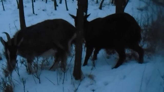 Прогулка по зимнему лесу или Снова о сукозности! смотреть онлайн