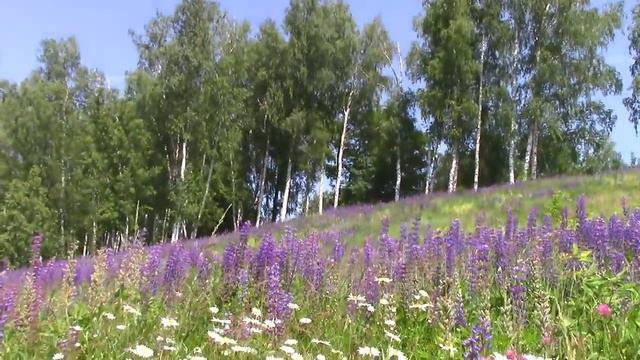 Цветочные поля поселка Васильево. Июнь 2023.