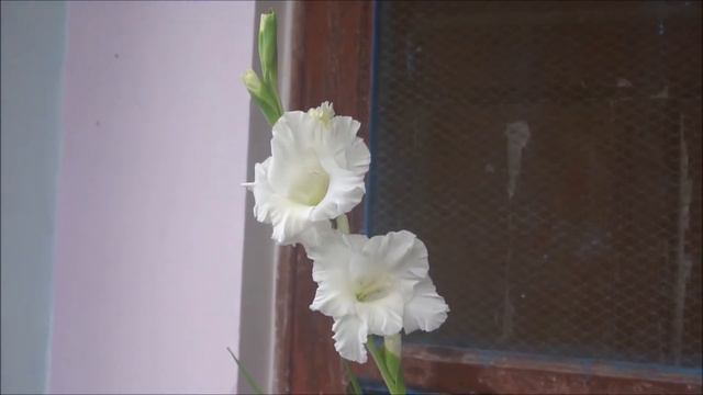 Gladiolus winter flower in a small pot смотреть онлайн