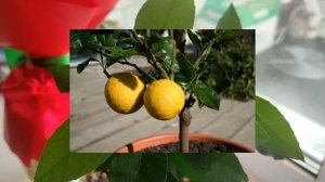 Лучшие сорта лимонов для выращивания их в домашних условиях