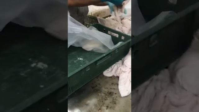 Рубец очищенный смотреть онлайн