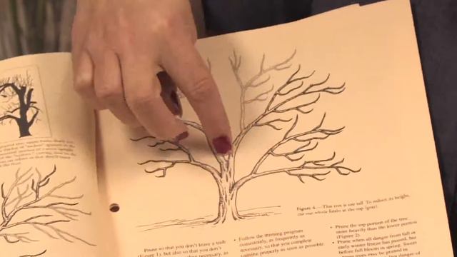 Garden Maintenance Tips : How to Trim Lilac Bushes смотреть онлайн