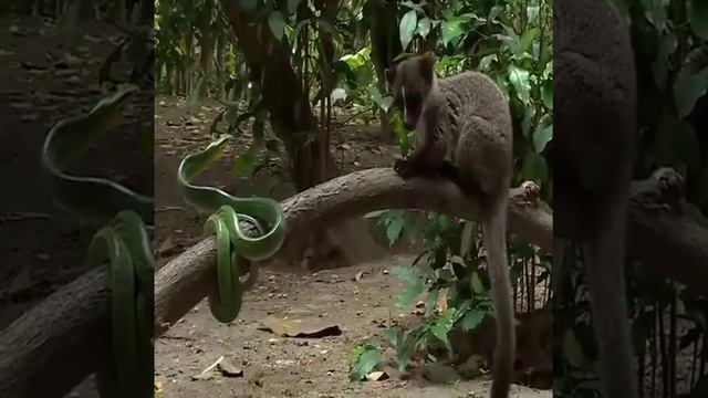 Mongoose vs Cobra Snake Epic Battle | Honey Badger vs Rock Python смотреть онлайн