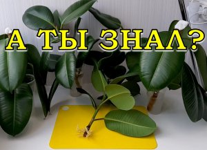 Мой ФИКУС-ГИГАНТ. Что делать, если он перерос? Как заставить фикус ветвиться?! ???