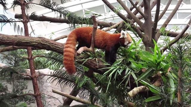 Red Panda aka Firefox at Singapore Zoo River Safari 2015 смотреть онлайн