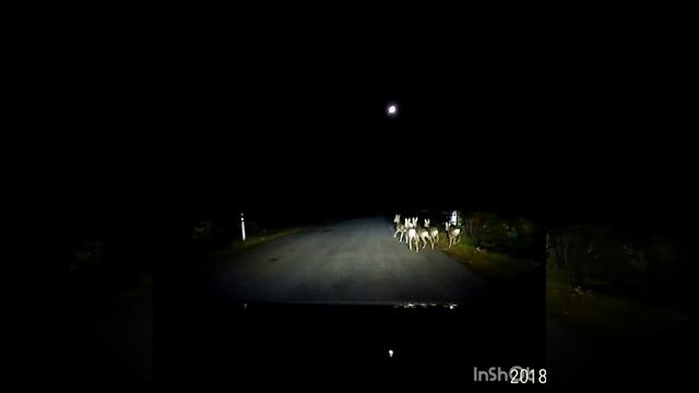 Маленькие оленята смотреть онлайн