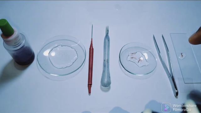 Study Of Polytene Chromosomes | Chironomus Larvae | Chironomus Plumosus | Zoology Practical