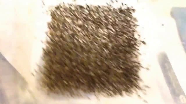 A Massive Group of FRUIT FLIES! - (Drosophila hydei) смотреть онлайн