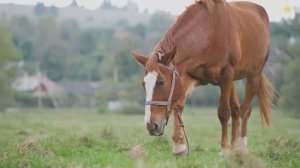 Как говорят животные Домашние животные для детей Звуки животных корова лошадь петух