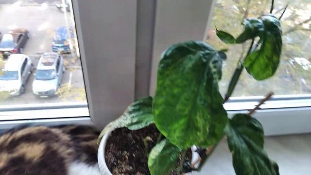 Эпипремнум sp Т 02 вариегата смотреть онлайн