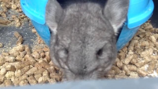 Кемерово. Шиншилла. смотреть онлайн