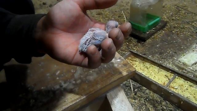 Разведение волнистых попугаев, часть-10. Подсчёт птенцов. смотреть онлайн