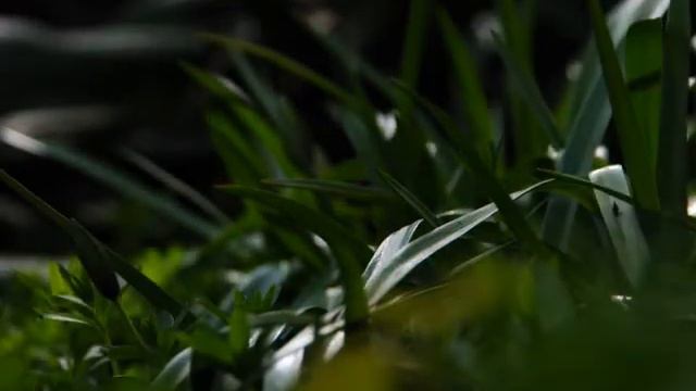 Tulipa Tarda Remix смотреть онлайн