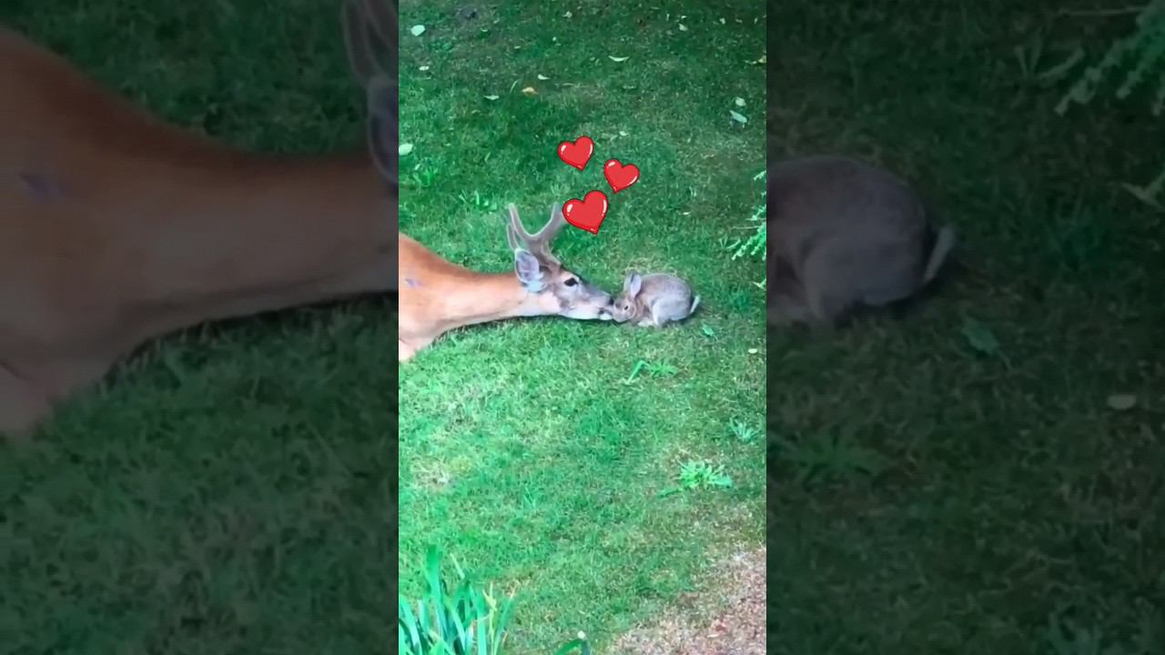 Лижет зайку❤️ licks rabbit舔兔子❤️ يلعق الأرنب смотреть онлайн