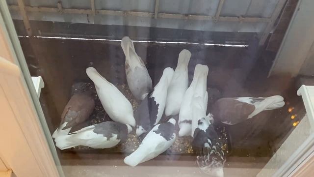 #ГОЛУБИ БЕЗ ГОЛУБЯТНИ. КОРМЛЮ ГОЛУБЕЙ #pigeon смотреть онлайн
