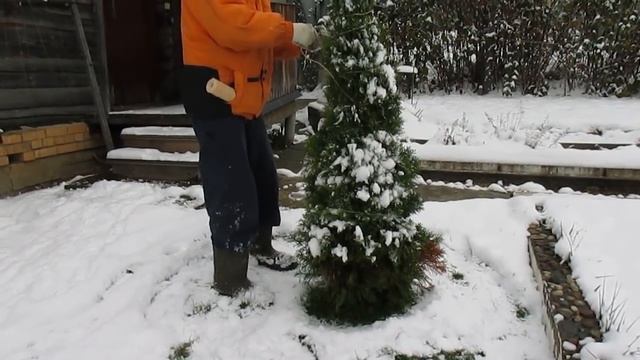 Подготовка к зиме.Укрытие роз, лаванды, хвойных.Ч.2. смотреть онлайн