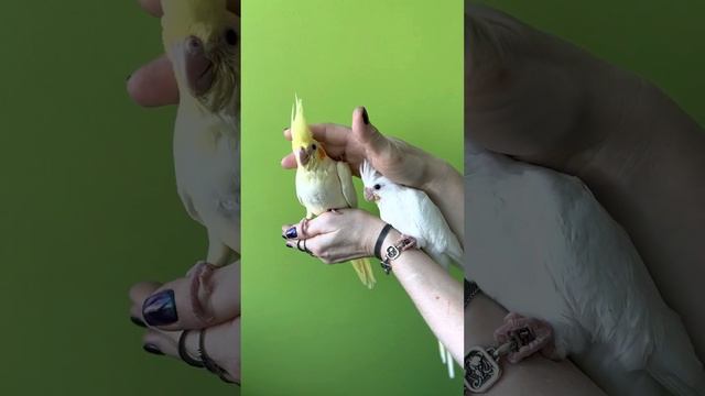 Альбино и Лютино. Птенцы Корелл. Попугаи смотреть онлайн