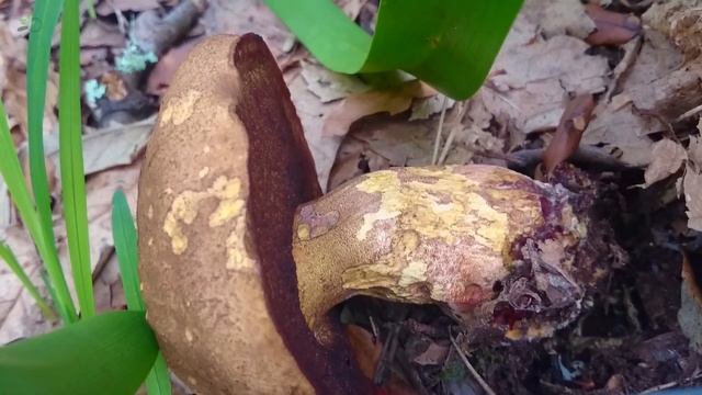 Mushrooms after the lockdown смотреть онлайн