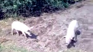 Электропастух для свиней