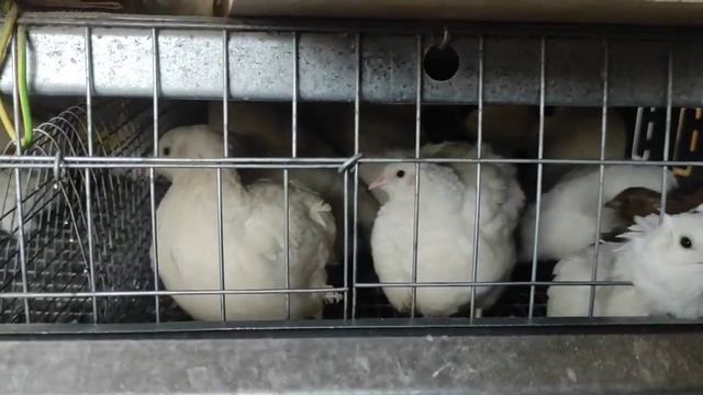 Завалило снегом.Так и будет драная.Яйца на инкубацию Плотность посадки перепеловУтка стала селезнем смотреть онлайн