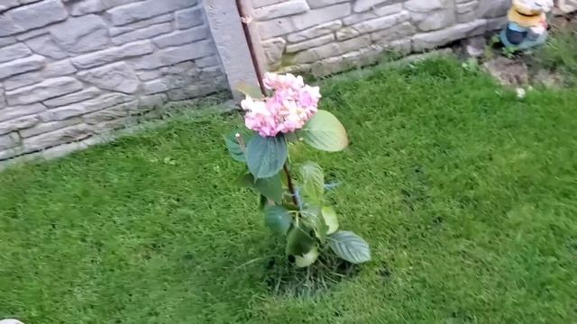 Купили семена свеклы! Ждем урожай смотреть онлайн