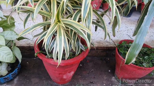 Song of India winter care//Follow 4 steps and your plant will not die in winters смотреть онлайн