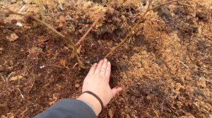 Посади голубику правильно и получишь хороший урожай ягоды! Посадка голубики весной! Посадка голубик