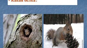 1Изменения в жизни растений и животных зимой