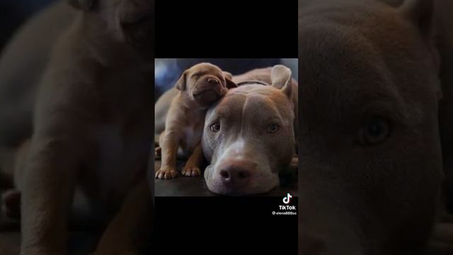 видео про животных песня сачем мне солнце Монако!?, видео из тик тока!!!