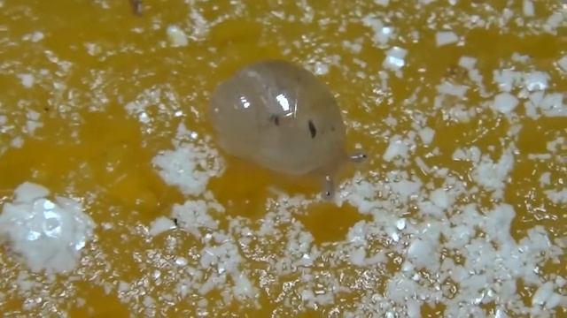 Ура! Улитята улитки ахатин вылупляются!3